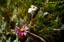 nature alpine 013 * 4368 x 2912 * (4.8MB)